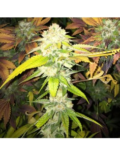 Double Banana Sherbet