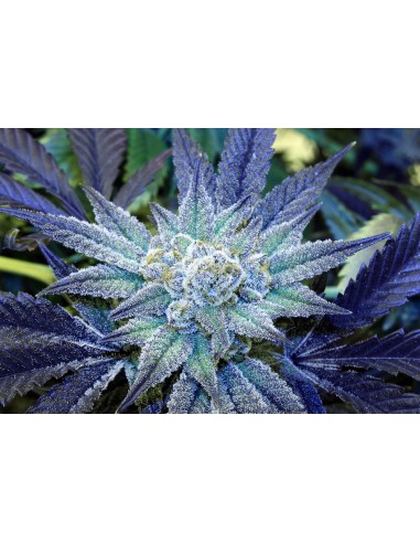 сорта марихуаны blueberry