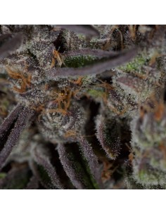 Jungle Scout Cookies