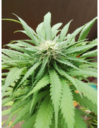 Aurora Indica (Nirvana Seeds) Regular Cannabis Seeds