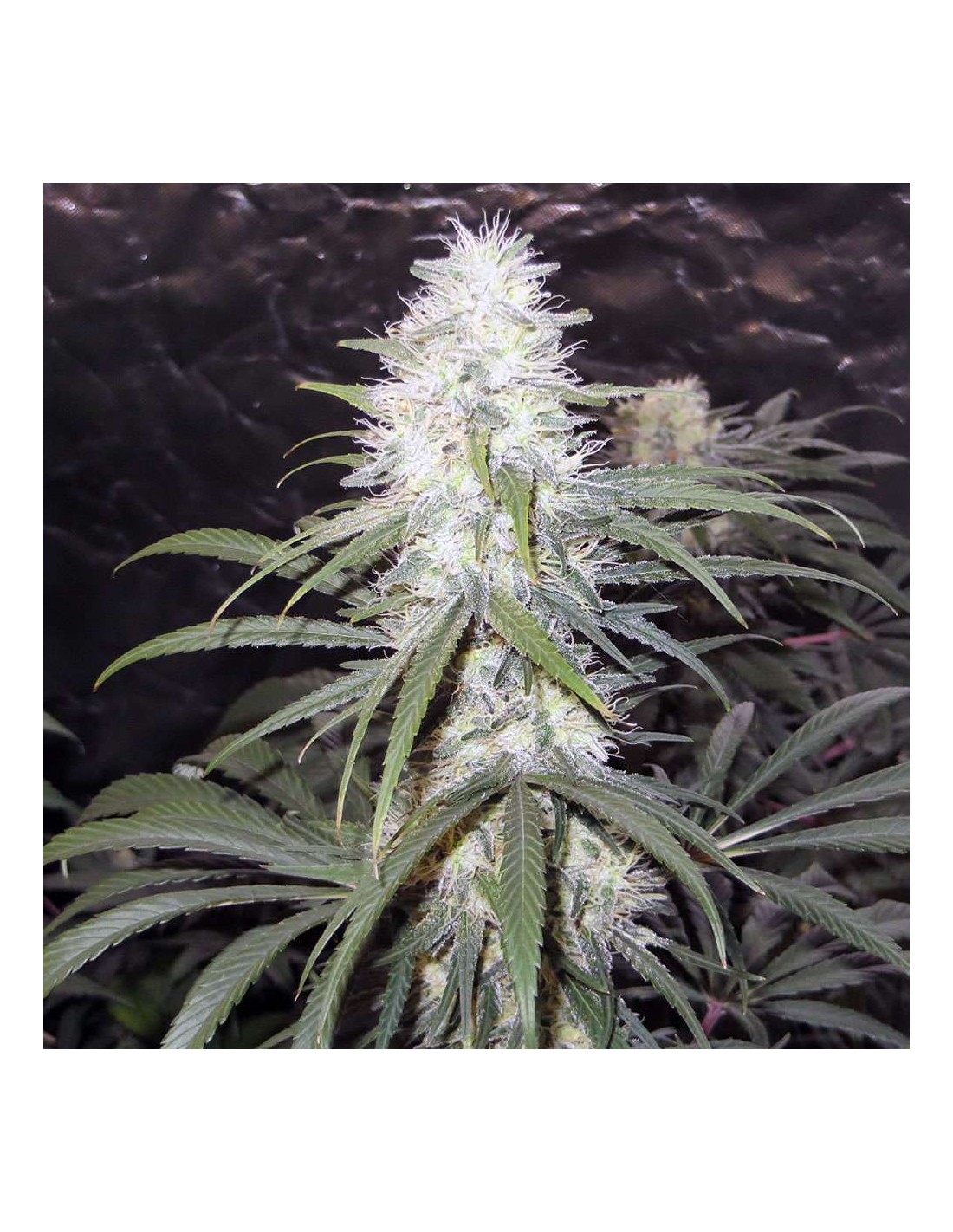 Sterling Haze (Nirvana Seeds) Regular Cannabis Seeds