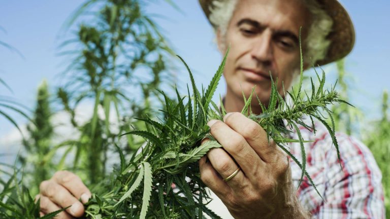 Curiosities About Marijuana