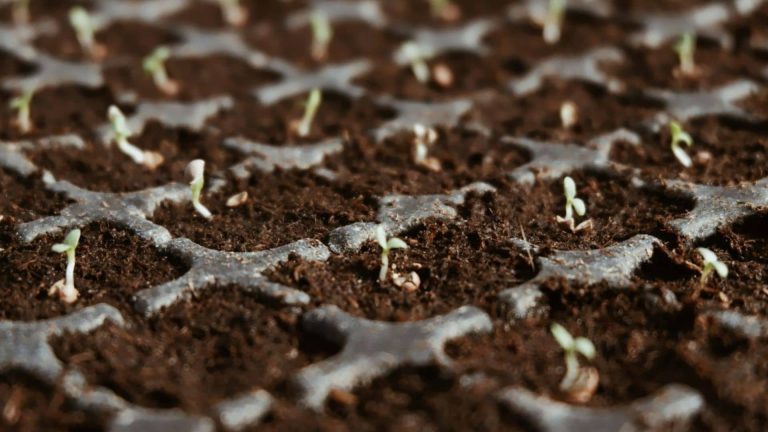 How to grow weed from seeds