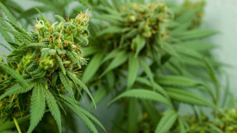 Male vs. Female Weed Plants