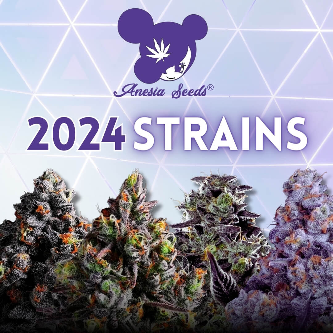 Anesia Seeds 2024 New Strains