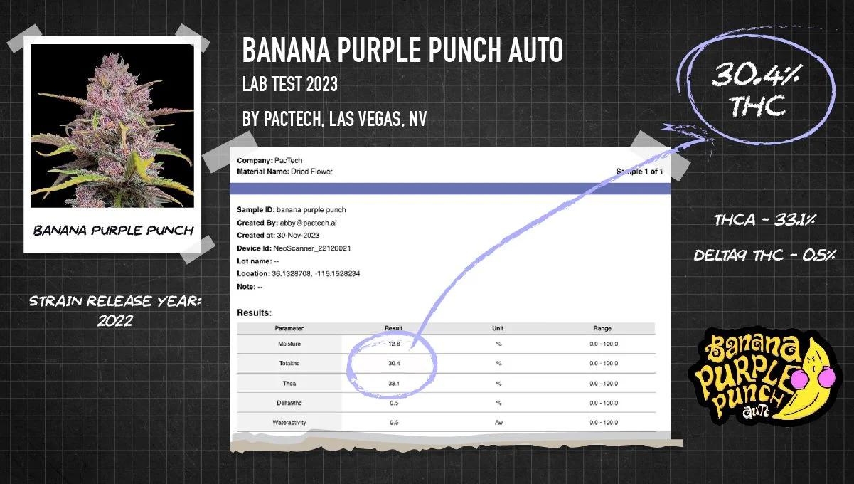 Test THC Banana Purple Punch Auto en laboratoire