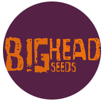Big head seeds