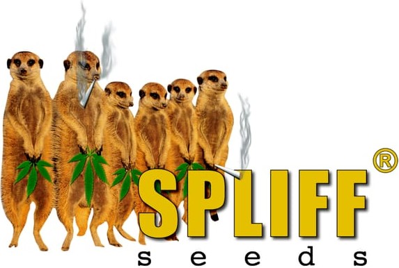 Spliff Seeds