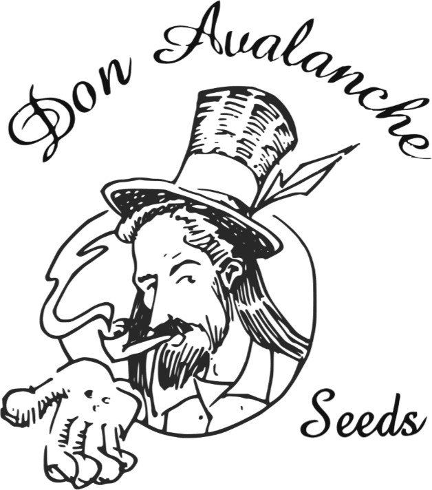Don Avalanche Seeds